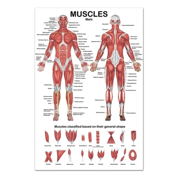 Анатомический плакат с изображение на мускулната система, диаграма на анатомията на мускулите отпред/отзад, 19.69x27.56 инча за болничен фитнес зала
