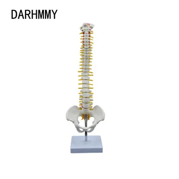 DARHMMY 45 см Човешкия гръбначен стълб с модела на таза Анатомическая модел на човешки гръбначен стълб Анатомический инструмент със стойка образователен инструмент Скелетный