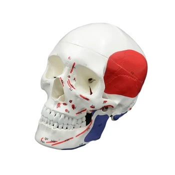 Модел на костите на главата на човека, модел на череп в естествена големина, модел на скелета, подвижни глави D5QC