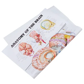Аналитичен Плакат Стенен Бескаркасный Платно за изучаване на Анатомията на Човешкия Мозък Медицинска Модел
