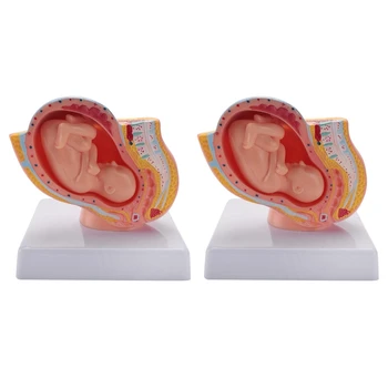 2 ПЪТИ Бременност лице Развитието на плода В 9 месец Эмбриональная модел на органите в малкия таз Анатомия на бременността плода Модел на плацентата