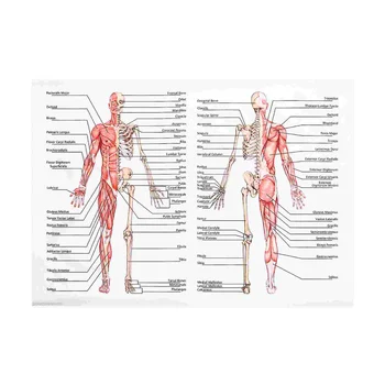 50x70 см Анатомични плакати, Стенни картина на Мускулния Скелет Плакат Художествена печат върху платно Образование Болница, Аптека, Картини