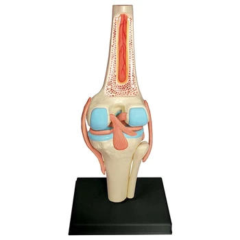 Тялото, модел на човешкото тяло, модел органи на колянната става, модел за обучение на студенти, модел за сглобяване