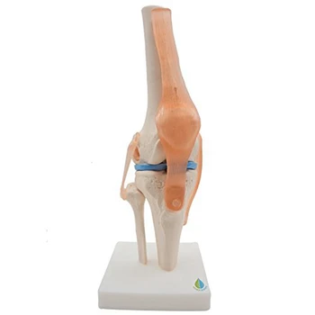 Анатомическая модел на скелета на колянната става, обучение модел на колянната става човек С связками, модел в реален размер