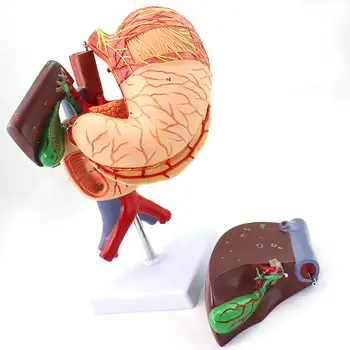 PVC 6 Части Модел Гепатобилиарной система на човека, Панкреаса, Далака, стомаха, Медицински Анатомични модели за обучение