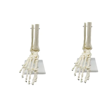 2X 1: 1 Анатомическая модел на крака на човешкия скелет, стъпало и глезен с долната част на крака, Анатомическая модел, Учебни материали по анатомия